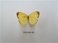 藏品(亮色黃蝶)的圖片